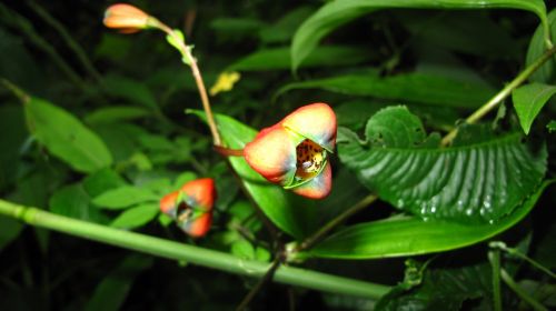 Fotografia de santiago esber - Galeria Fotografica: vida en la selva - Foto: 