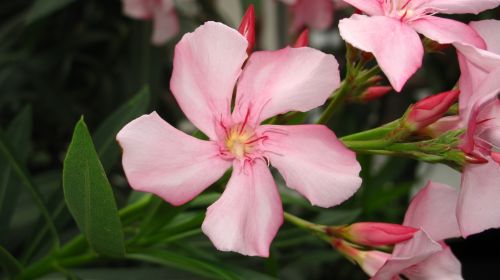 Fotografia de santiago esber - Galeria Fotografica: vida en la selva - Foto: bello rosado