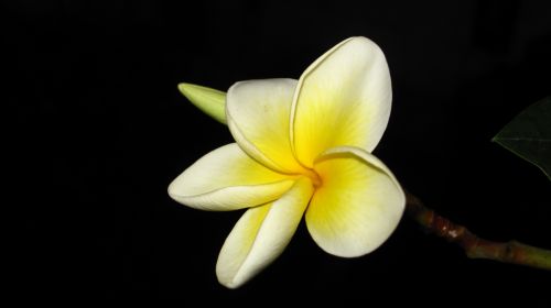 Fotografia de santiago esber - Galeria Fotografica: vida en la selva - Foto: 