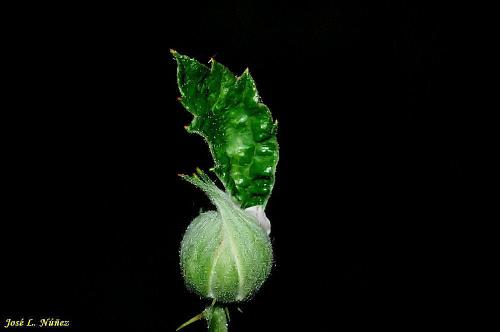 Fotografia de vagabu - Galeria Fotografica: Diversidad en la naturaleza. - Foto: 