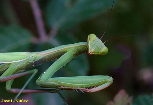 Fotografia de vagabu - Galeria Fotografica: Pequeos moradores - Foto: 