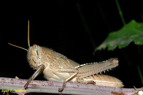 Fotografia de vagabu - Galeria Fotografica: Pequeos moradores - Foto: 