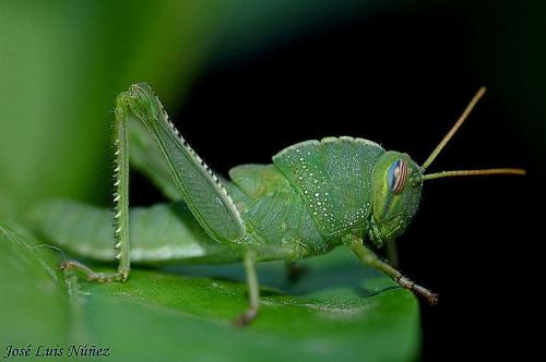 Fotografia de vagabu - Galeria Fotografica: Pequeos moradores - Foto: 