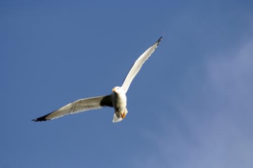 Fotografia de  - Galeria Fotografica: �Popurr�!. Part. II - Foto: 