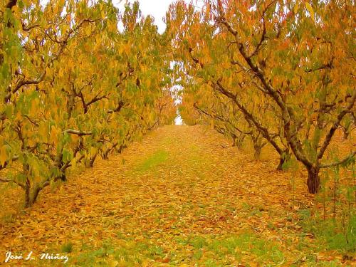 Fotografia de vagabu - Galeria Fotografica: Diversidad en la naturaleza. - Foto: Colorido otoal.