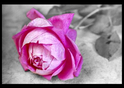 Fotografia de ARVfoto - Galeria Fotografica: Hibri2 - Foto: En rosa