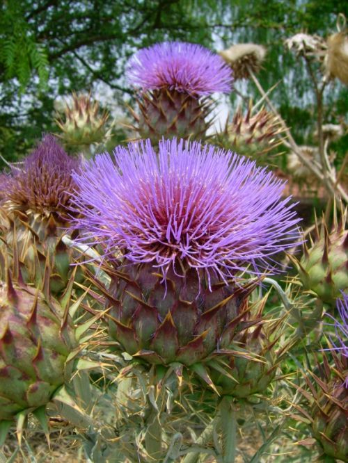 Fotografia de LEOC - Galeria Fotografica: cielo - Foto: flowers1