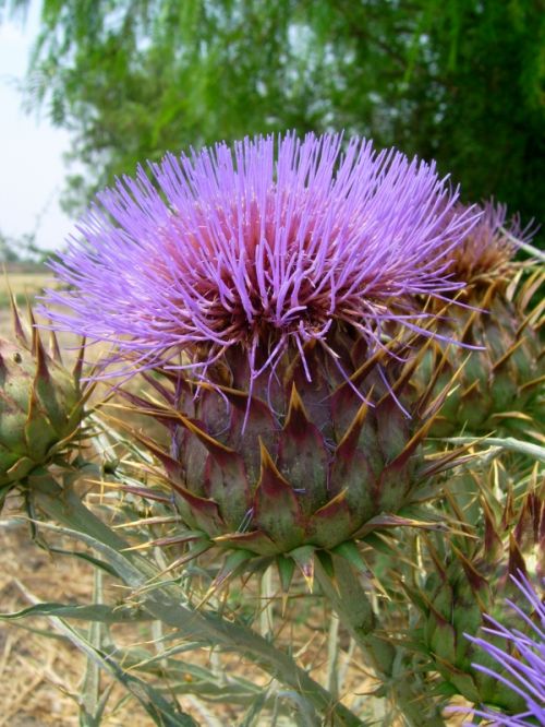 Fotografia de LEOC - Galeria Fotografica: cielo - Foto: flowers2
