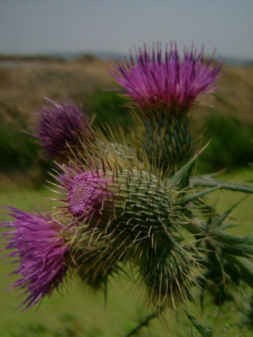Fotografia de LEOC - Galeria Fotografica: cielo - Foto: flowers4