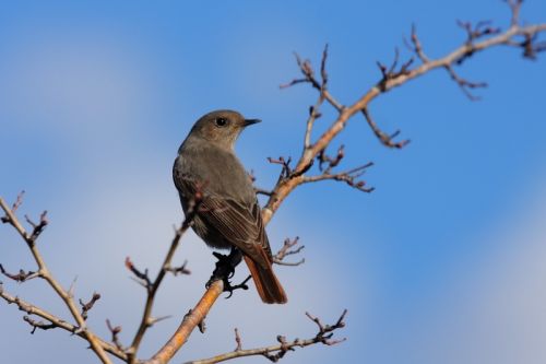 Fotografia de Antonio Mary - Galeria Fotografica: AVES DEL RO FRANCOL ( Tarragona ) - Foto: 