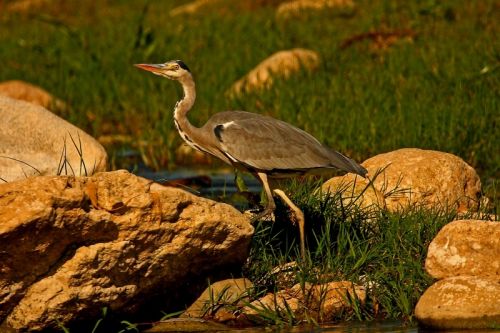 Fotografia de Antonio Mary - Galeria Fotografica: AVES DEL RO FRANCOL ( Tarragona ) - Foto: 