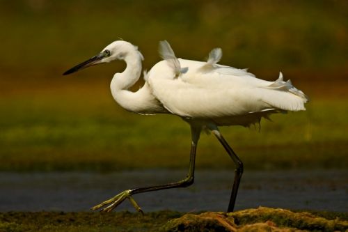 Fotografia de Antonio Mary - Galeria Fotografica: AVES DEL RO FRANCOL ( Tarragona ) - Foto: 