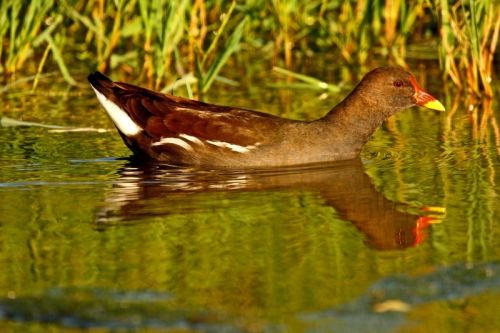 Fotografia de Antonio Mary - Galeria Fotografica: AVES DEL RO FRANCOL ( Tarragona ) - Foto: 