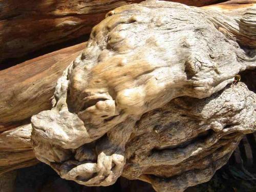 Fotografia de Creative Vision - Galeria Fotografica: De todo un Poco 2 - Foto: El Leon de Madera