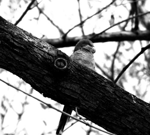 Fotografia de Alex - Galeria Fotografica: Las Cotorras - Foto: El Vigilante