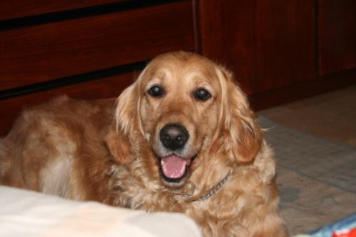 Fotografia de Alex - Galeria Fotografica: Mi perro - Foto: Mi perro