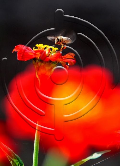 Fotografia de Bamboo producciones - Galeria Fotografica: Fauna - Foto: 