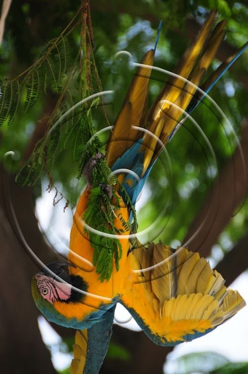 Fotografia de Bamboo producciones - Galeria Fotografica: Fauna - Foto: 