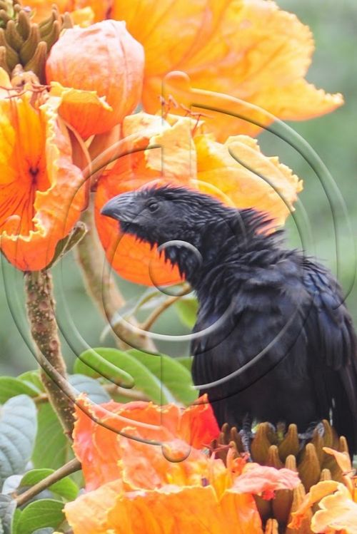 Fotografia de Bamboo producciones - Galeria Fotografica: Fauna - Foto: 