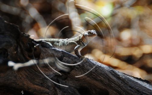 Fotografia de Bamboo producciones - Galeria Fotografica: Fauna - Foto: 