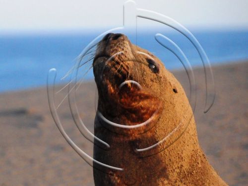 Fotografia de Bamboo producciones - Galeria Fotografica: Fauna - Foto: 