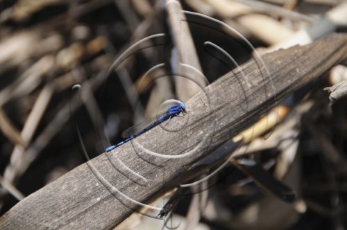 Fotografia de Bamboo producciones - Galeria Fotografica: Fauna - Foto: 