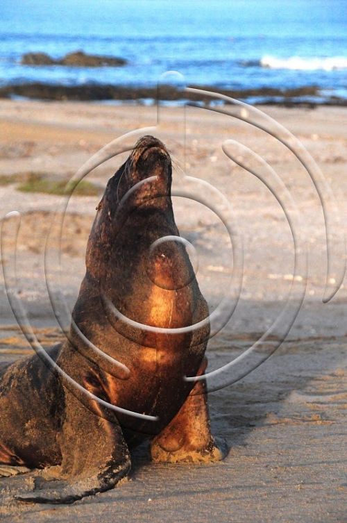 Fotografia de Bamboo producciones - Galeria Fotografica: Fauna - Foto: 