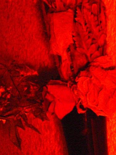 Fotografia de Devotchka - Galeria Fotografica: Aficin sobre rojos - Foto: Flores secas