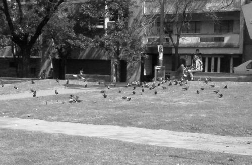 Fotografia de Devotchka - Galeria Fotografica: Paisajes y ms - Foto: Parque Lezama, San Telmo - Buenos Aires