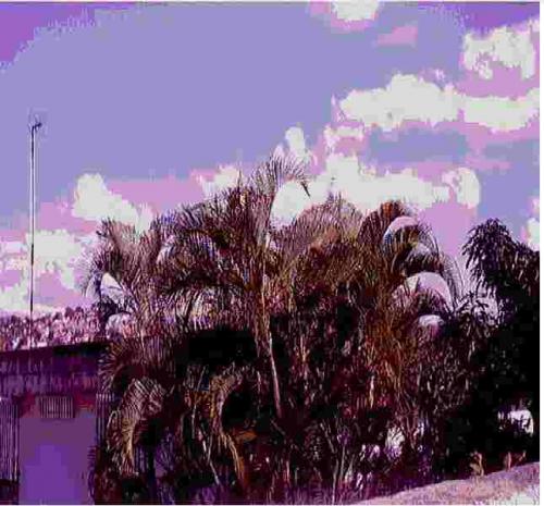 Fotografia de Ricardo G. Silveira - Galeria Fotografica: Arte Digital - Foto: Vegetacin de una casa