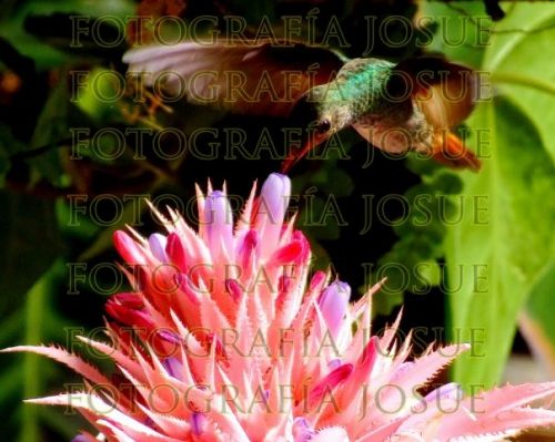 Fotografia de fotografa josue - Galeria Fotografica: colibr - Foto: 