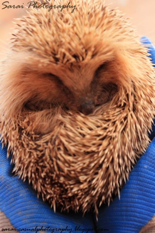 Fotografia de Sarai - Galeria Fotografica: El erizo Erick - Foto: 