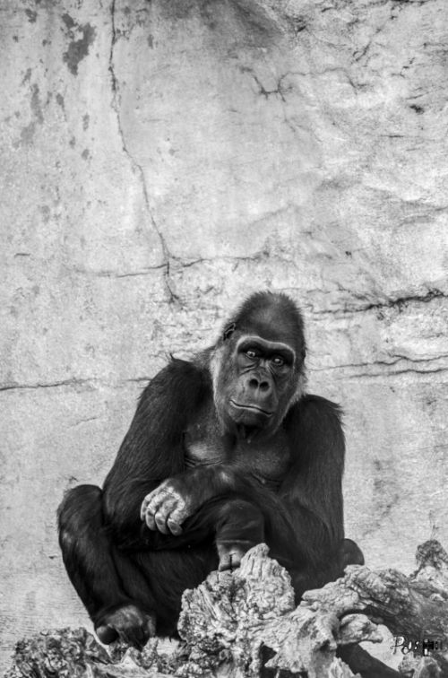 Fotografia de Pedro Esqueta - Galeria Fotografica: Fauna - Foto: 