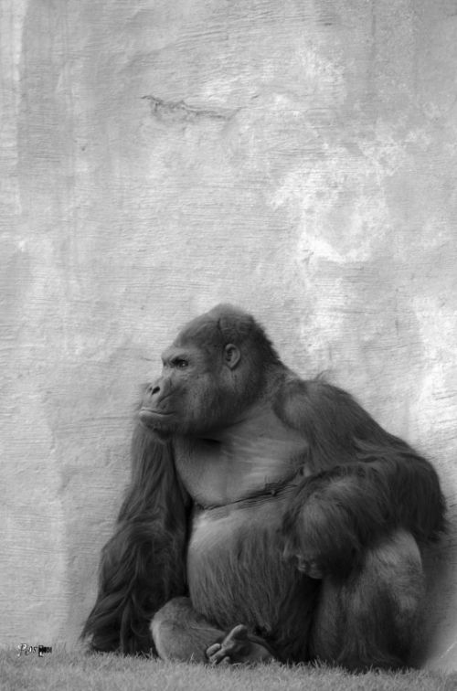 Fotografia de Pedro Esqueta - Galeria Fotografica: Fauna - Foto: 