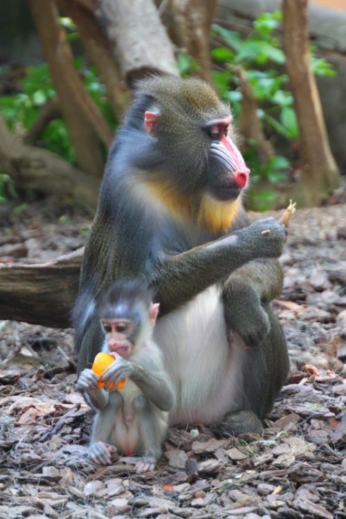 Fotografia de Jordi Mateu - Galeria Fotografica: DRILL (Papio leucophaeus) - Foto: Drill 1