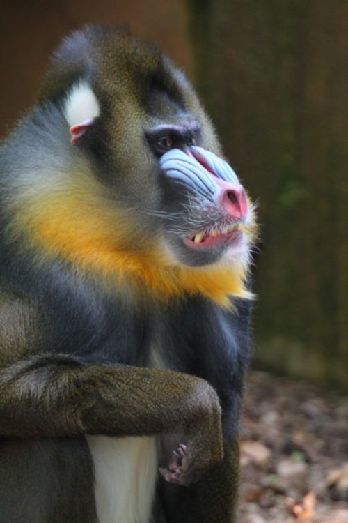 Fotografia de Jordi Mateu - Galeria Fotografica: DRILL (Papio leucophaeus) - Foto: Drill 2