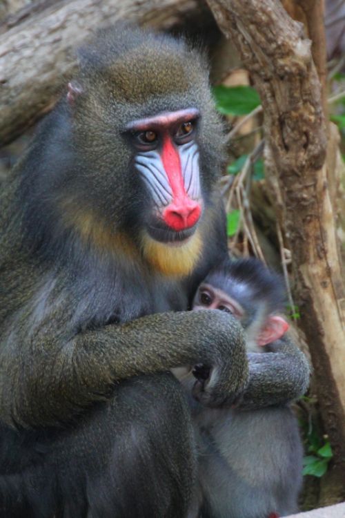 Fotografia de Jordi Mateu - Galeria Fotografica: DRILL (Papio leucophaeus) - Foto: Drill 3