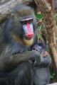 Fotos de Jordi Mateu -  Foto: DRILL (Papio leucophaeus) - Drill 3