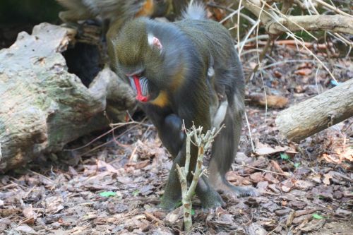 Fotografia de Jordi Mateu - Galeria Fotografica: DRILL (Papio leucophaeus) - Foto: Drill 6