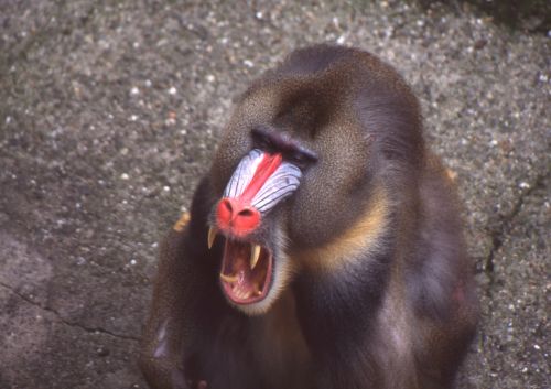 Fotografia de Jordi Mateu - Galeria Fotografica: DRILL (Papio leucophaeus) - Foto: Drill 7