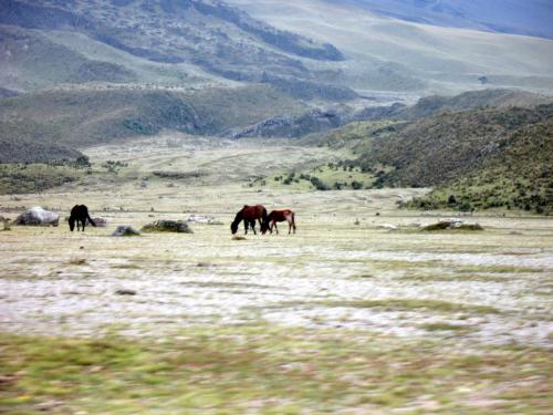 Fotografia de ANSA - Galeria Fotografica: COTOPAXI - Foto: EL PARAMO