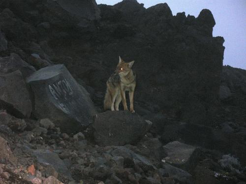 Fotografia de ANSA - Galeria Fotografica: COTOPAXI - Foto: ZORRO