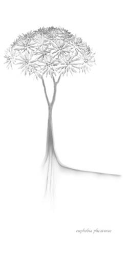 Fotografia de Conchi Martnez - Galeria Fotografica: Hortus botanicus - Foto: Euphobia plicaturae