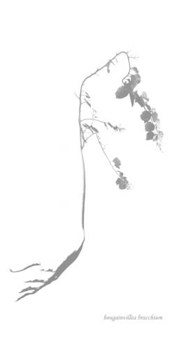 Fotografia de Conchi Martnez - Galeria Fotografica: Hortus botanicus - Foto: Bougainvillea bracchium