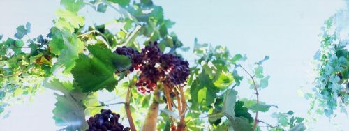 Fotografia de eugenia ortiz - Galeria Fotografica: eugenia ortiz - Foto: 