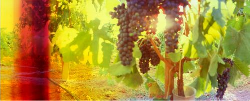 Fotografia de eugenia ortiz - Galeria Fotografica: eugenia ortiz - Foto: 