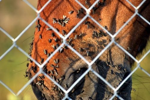 Fotografia de fmcnano - Galeria Fotografica: narcisos  - Foto: morro-moscas