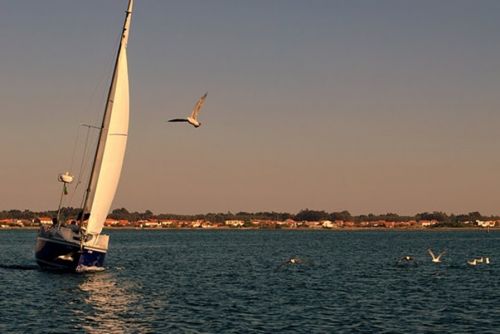 Fotografia de fmcnano - Galeria Fotografica: narcisos  - Foto: calma