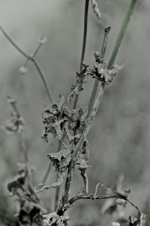 Fotografia de muletas - Galeria Fotografica: Naciendo - Foto: Mivan