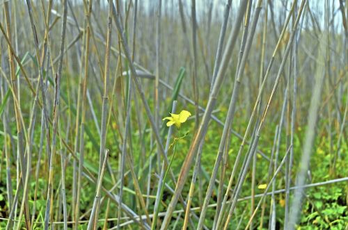 Fotografia de muletas - Galeria Fotografica: Naciendo - Foto: Flor alta